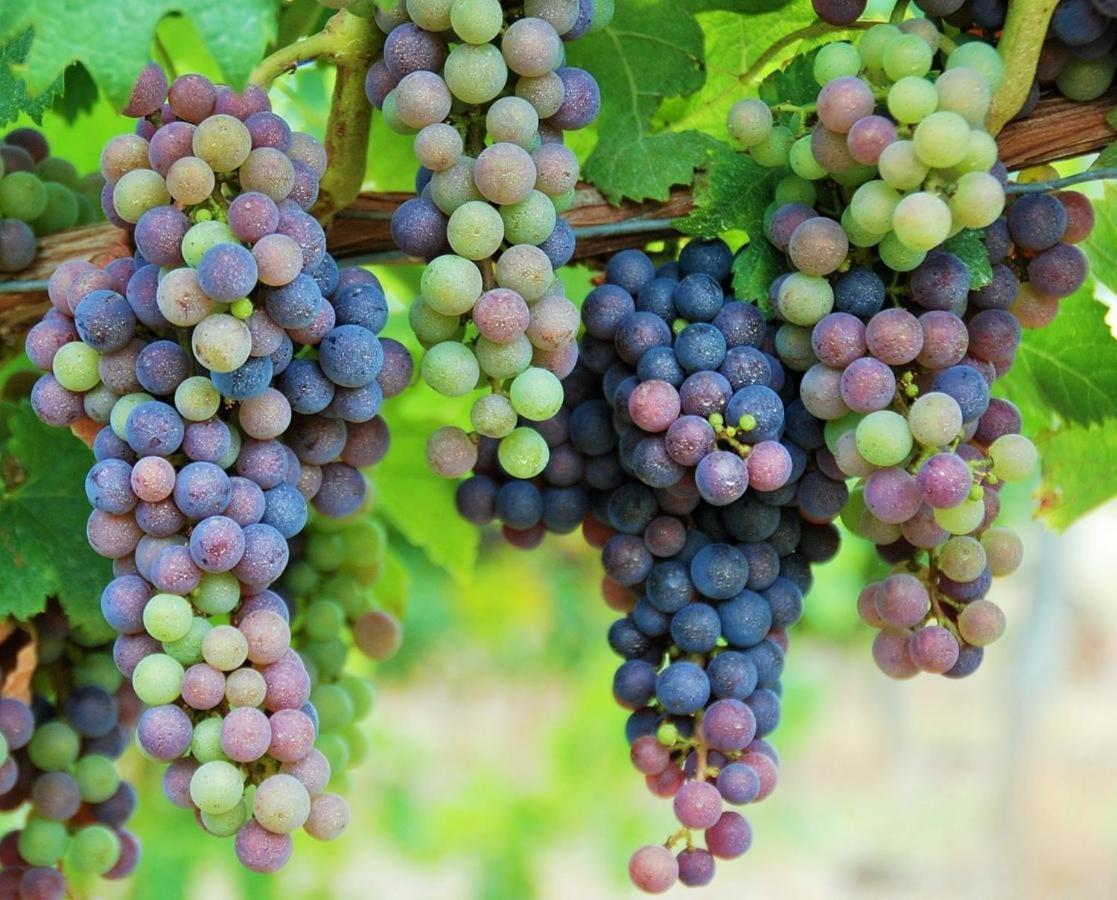 Maison Des Vignes Le Fleix Luaran gambar